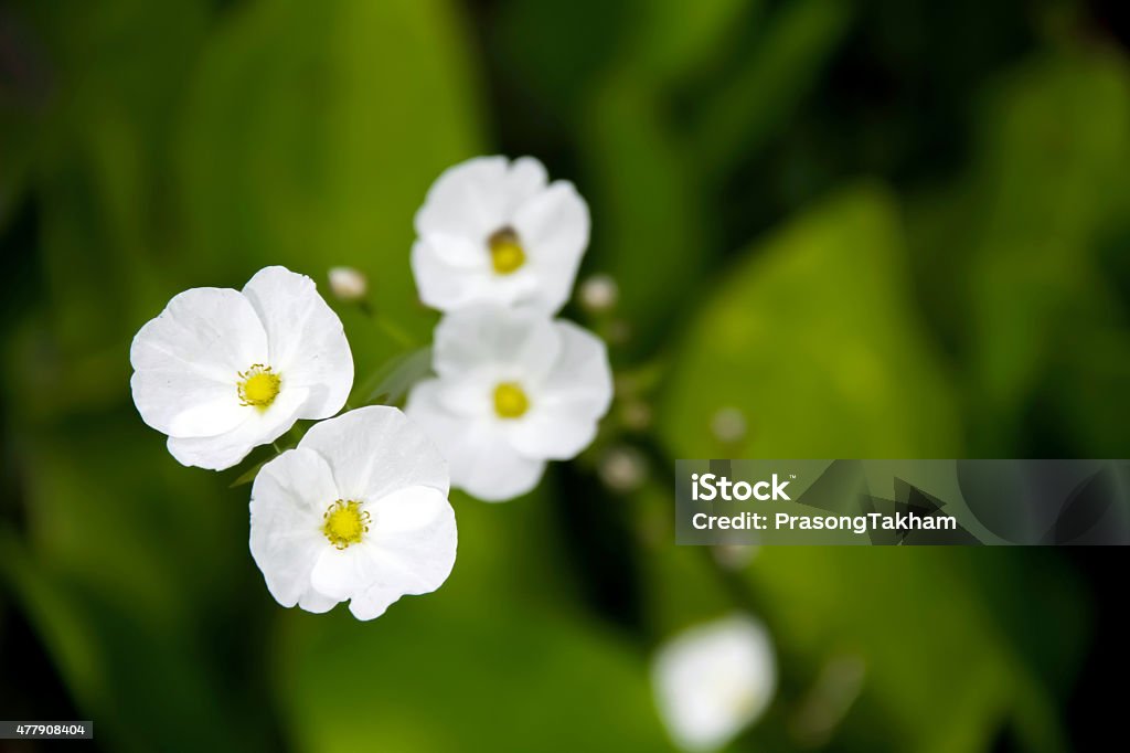 Floare albă de plante acvatice numit Arrow Head Ame fiul - Fotografie de stoc 2015 fără redevențe
