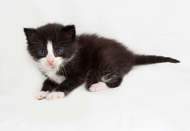 istock Small black and white fluffy kitten standing on gray 477908412