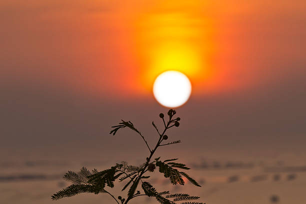 Flower of sun