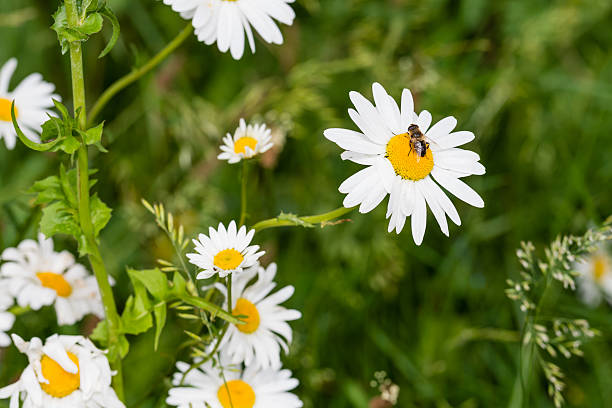 istock Bee sucking nectar from a flowering oxeye daisy 477909360