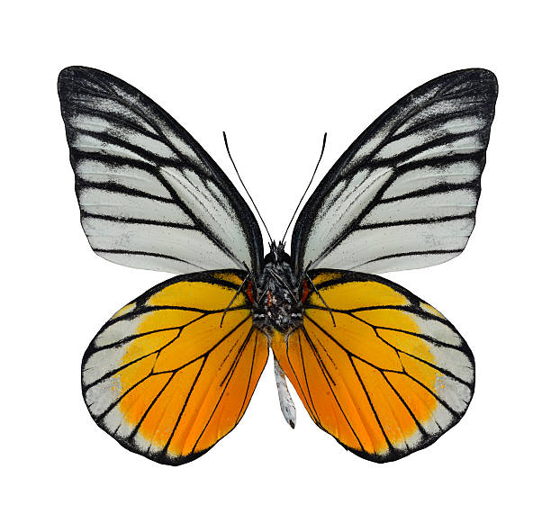 istock Colorful of Red spot sawthooth butterfly lower wing profile isol 477909711