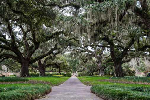 Century old live oak trees draped in Spanish moss.