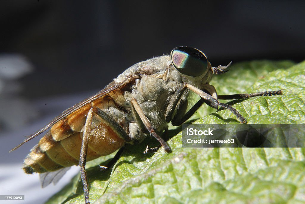 horsefly Landung auf einem Blatt - Lizenzfrei Bunt - Farbton Stock-Foto