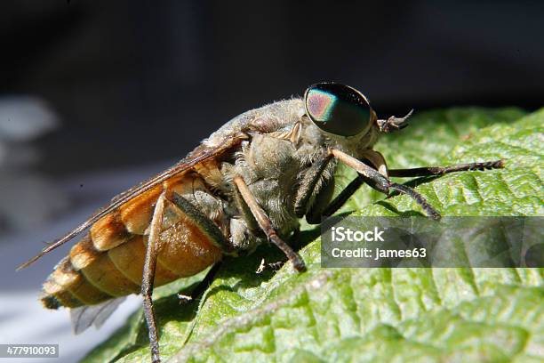 Photo libre de droit de Horsefly Atterri Sur Une Feuille banque d'images et plus d'images libres de droit de Assis - Assis, Cheval, De petite taille