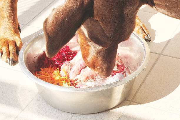 Cachorro comendo - foto de acervo