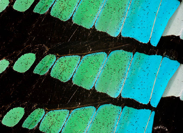 istock Close up texture of Common Bluebottle Butterfly wings 477910579
