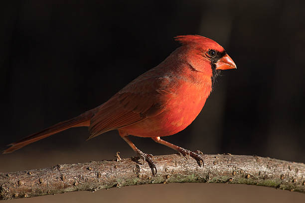 istock Northern Cardinal in Early Evening 477911491