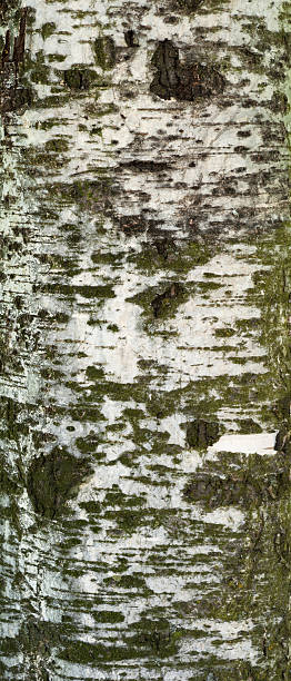 istock Texture of old birch tree bark with green moss 477911770