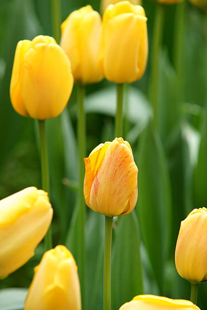 istock yellow tulip flowers 477912761