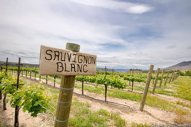 istock Sauvignon Blanc Grapes Growing in Vineyard 477912855