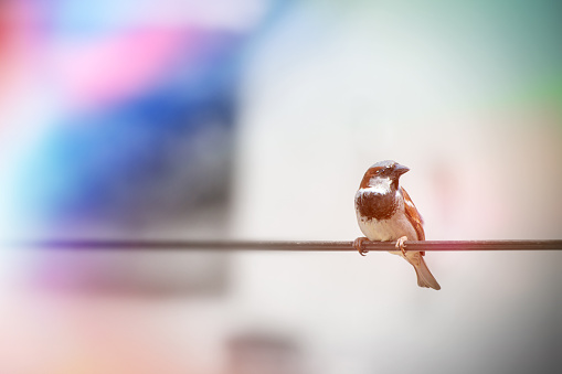 Horizontal shot of house sparrow bird animal in France, only one animal perched on electric wire cable structure outdoor, he is looking away. Selective focus on bird with large copy space on left of the image.