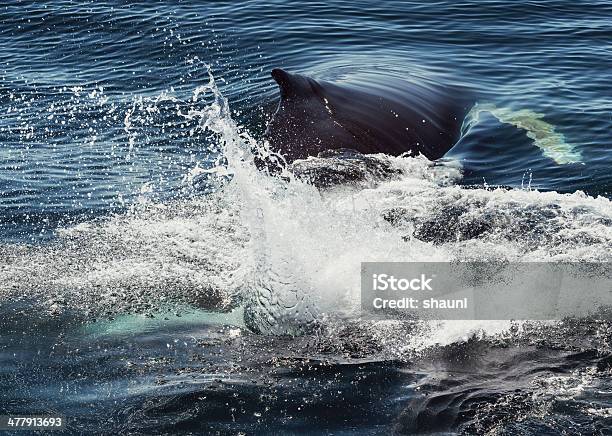 Salpicos De Bezerro Debossas - Fotografias de stock e mais imagens de Abaixo - Abaixo, Animal, Animal selvagem