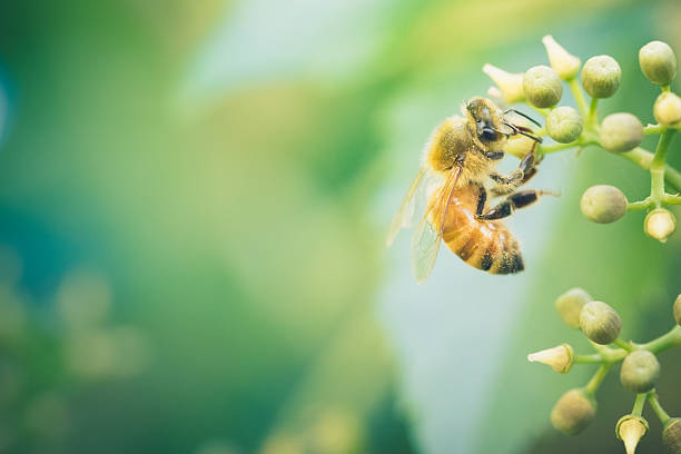 Honeybee gathering nectar and pollen from budding berries of a Virginia Creeper vine. Bee is closeup and in great detail, showing the wings, head, eyes, hair and color pattern. No people in image. High resolution color photograph with copy space for your content message. Horizontal composition.