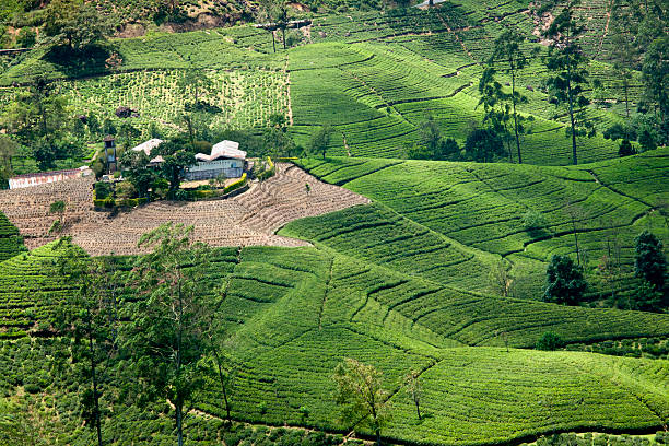 hill country plantación de té de sri lanka - texas tea fotografías e imágenes de stock