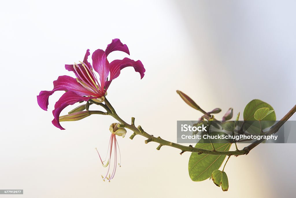 Orchidée Bauhinia blakeana de Hong Kong - Photo de Arbre libre de droits