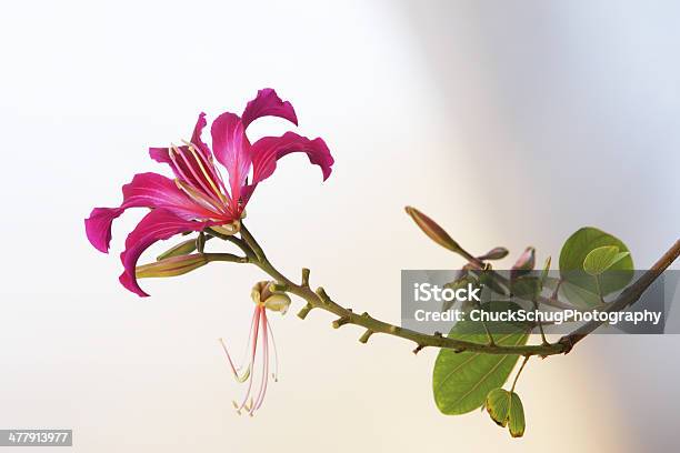 Photo libre de droit de Orchidée Bauhinia Blakeana De Hong Kong banque d'images et plus d'images libres de droit de Arbre - Arbre, Arbre en fleurs, Arbre à feuilles caduques