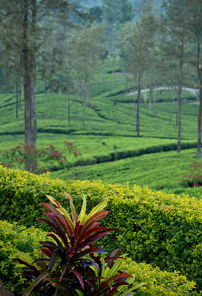 vía de piedra en un té plantation - texas tea fotografías e imágenes de stock