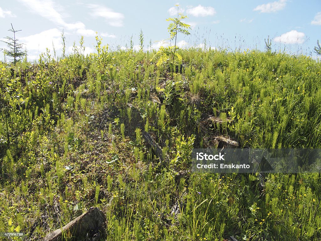 Prado soleado - Foto de stock de Agricultura libre de derechos