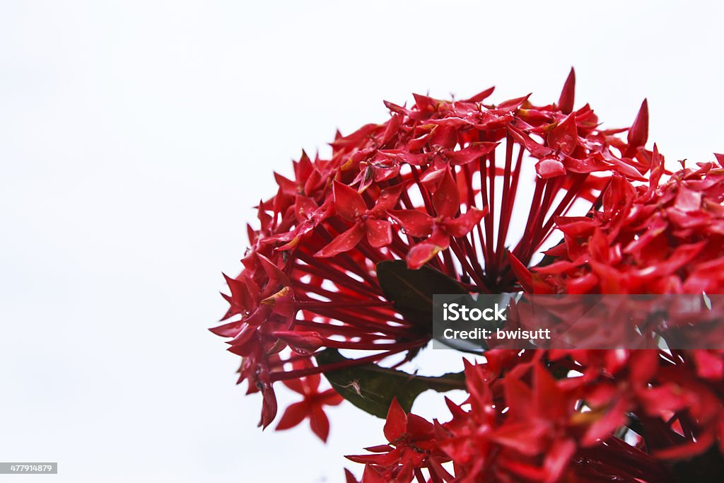 Ixora Fiore rosso - Foto stock royalty-free di Ambientazione esterna