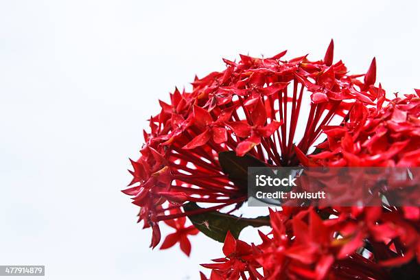 Ixora Fiore Rosso - Fotografie stock e altre immagini di Ambientazione esterna - Ambientazione esterna, Bellezza naturale, Botanica