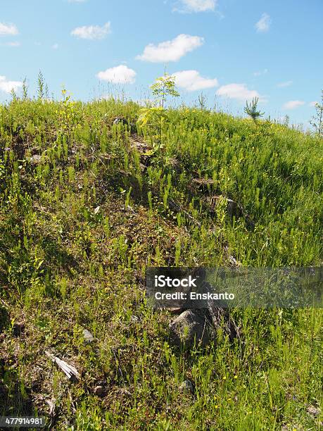 Prato Soleggiato - Fotografie stock e altre immagini di Agricoltura - Agricoltura, Ambientazione esterna, Aurora