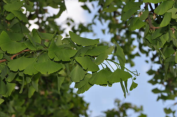 istock leaves of a ginkgo tree (ginkgo biloba) 477915840