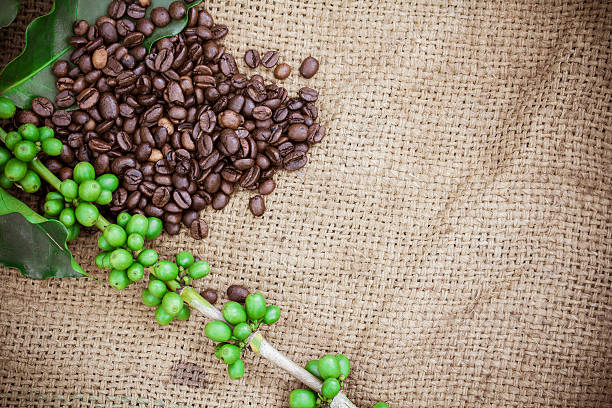 freschi chicchi di caffè su tela texture di sfondo - coffeetree foto e immagini stock