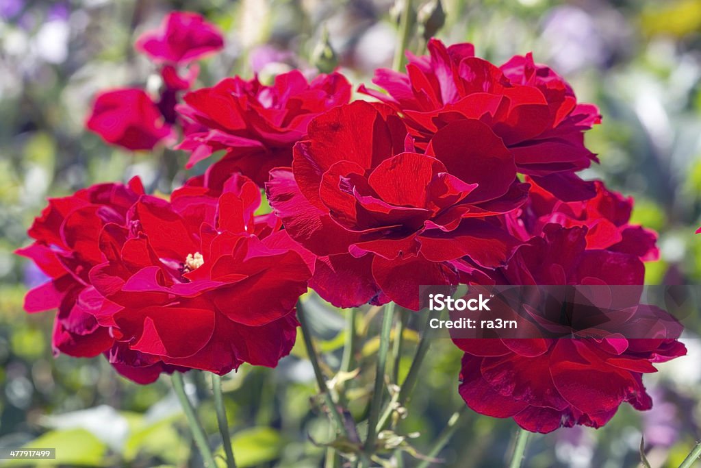 Automne bush de roses rouges - Photo de Couleur verte libre de droits