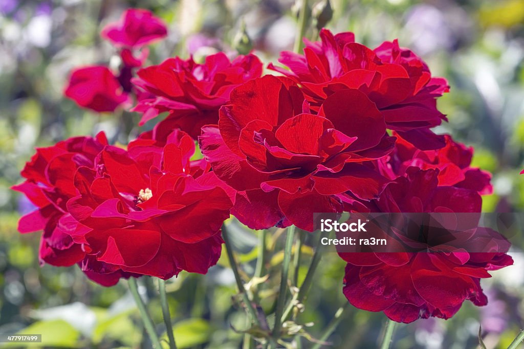 Outono arbusto de rosas vermelhas - Royalty-free Arbusto Foto de stock
