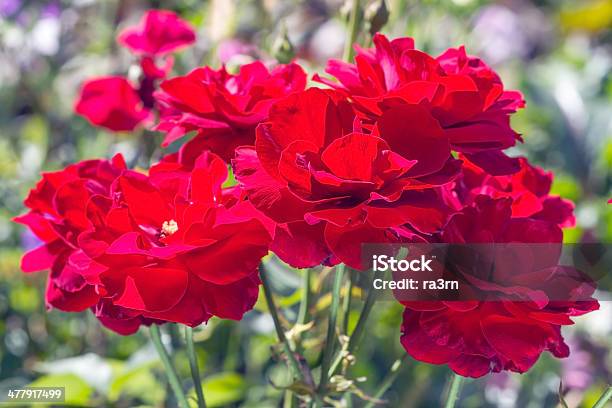 Outono Arbusto De Rosas Vermelhas - Fotografias de stock e mais imagens de Arbusto - Arbusto, Canteiro de flores, Caule de planta