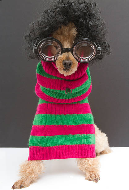 A poodle with big hair, big glasses, and a red and green striped Christmas sweater.