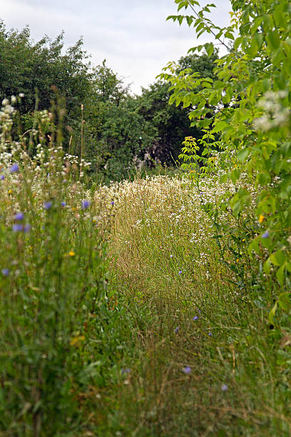 istock footpath in the flowers 477918699