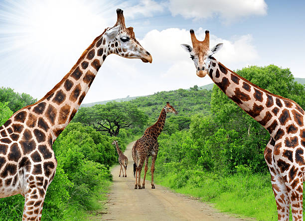 istock Giraffes 477918701