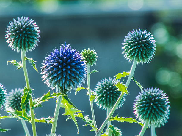 istock ekinobu flowers 477918899