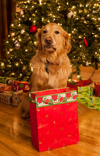 istock Golden Retriever at Christmas 477919727