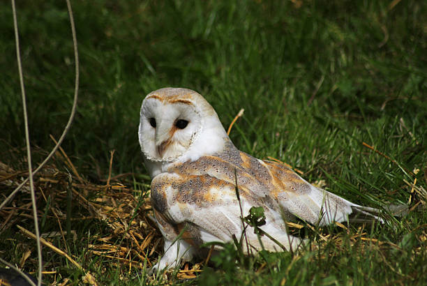 istock Barn Owl on a Hay bale. 477921360