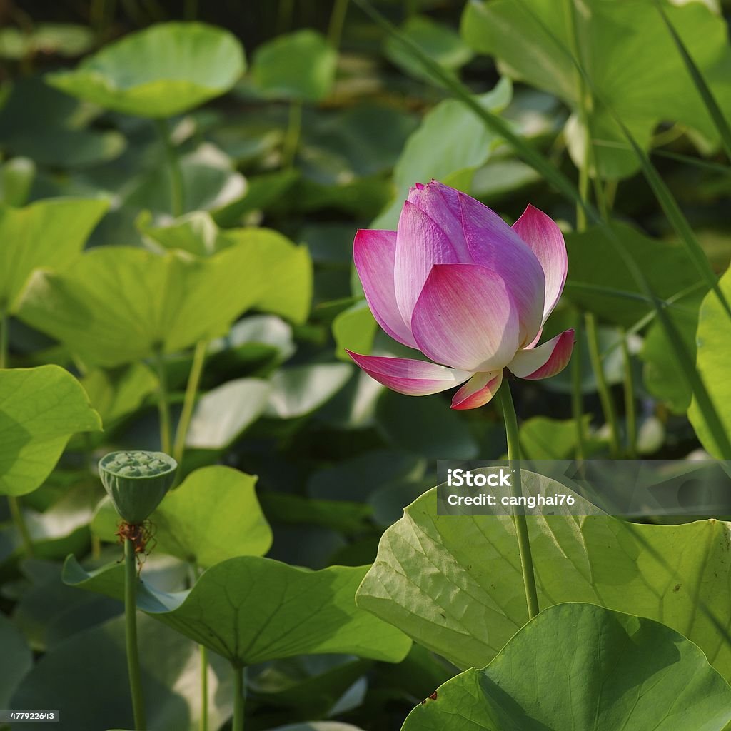 lotus - Photo de Beauté libre de droits