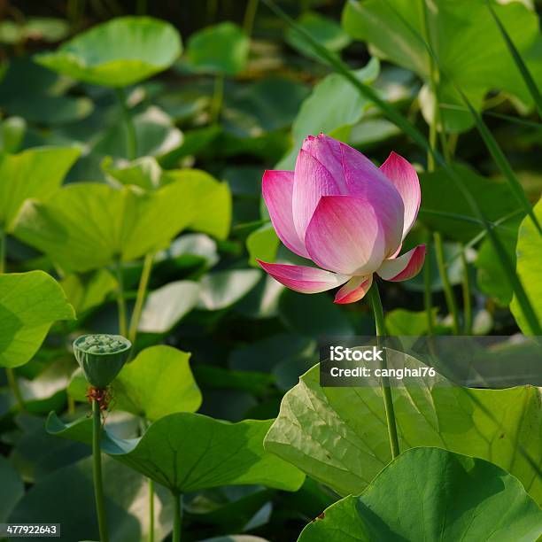 Photo libre de droit de Lotus banque d'images et plus d'images libres de droit de Beauté - Beauté, Beauté de la nature, Chine