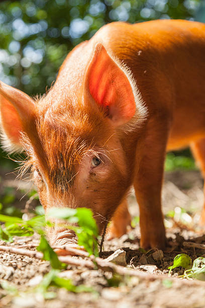 istock Tamworth Piglet Rooting For Food 477924266
