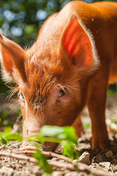 istock Tamworth Piglet Rooting For Food 477924270
