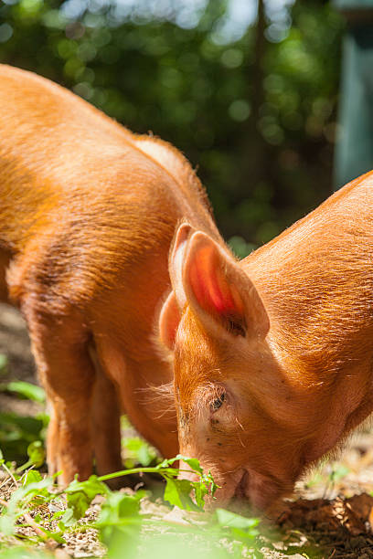 istock Pair Of Tamworth Piglets 477924272