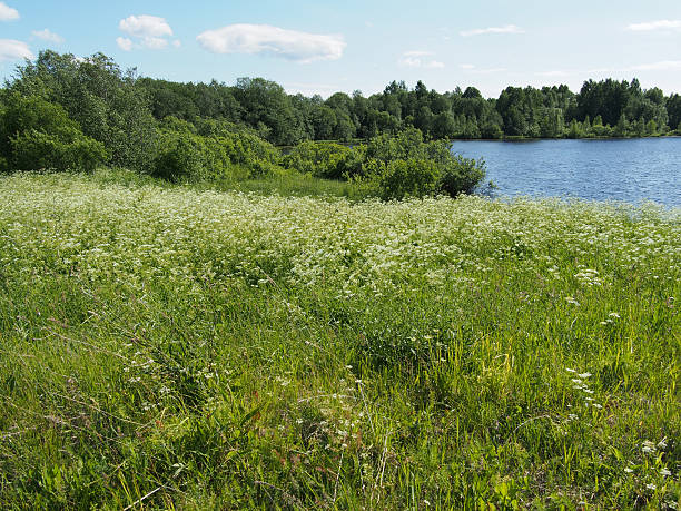 istock Lake in the summer 477924871