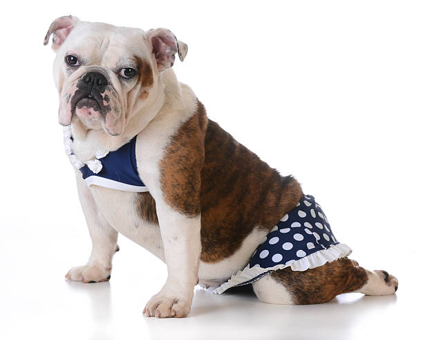 dog wearing bathing suit dog wearing a bathing suit on white background - bulldog dog swimsuit stock pictures, royalty-free photos & images