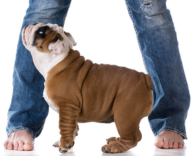istock woman and her dog 477925018