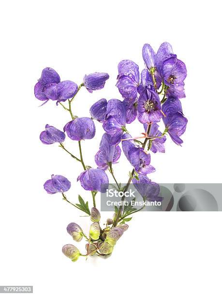 Photo libre de droit de Aconit Napellus Sur Fond Blanc banque d'images et plus d'images libres de droit de Arbre en fleurs - Arbre en fleurs, Beauté, Blanc