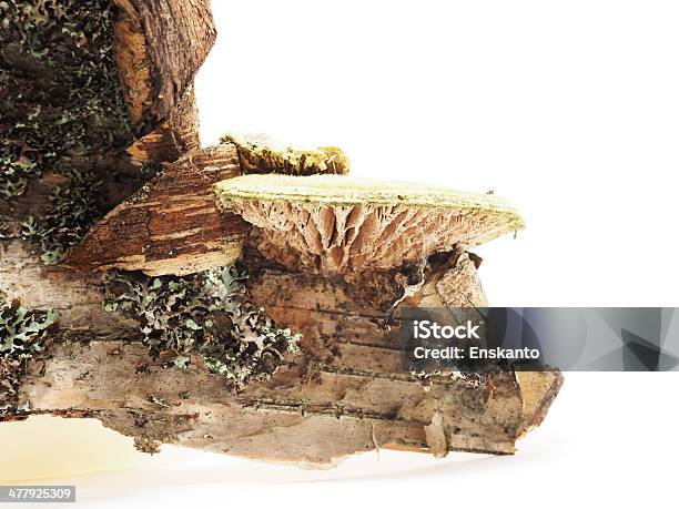 평하 자작나무 나무껍질 흰색 배경 0명에 대한 스톡 사진 및 기타 이미지 - 0명, 가지-식물 부위, 갈색