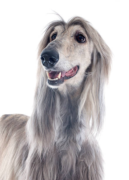 afghan dog afghan hound in front of white background afghan hound stock pictures, royalty-free photos & images