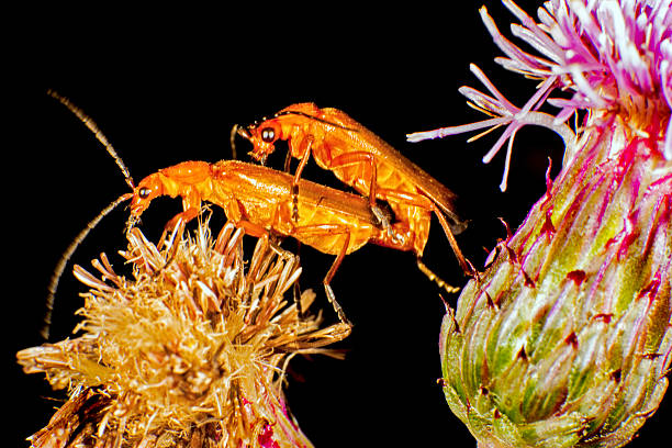 Common red soldier beetles Common red soldier beetles on a flower rhagonycha fulva stock pictures, royalty-free photos & images