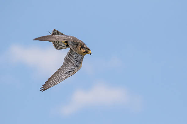 Peregrine Falcon In Flight stock photo