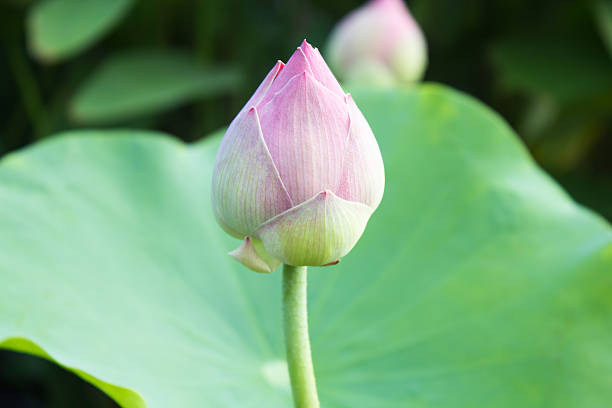 istock Lotus blossoms or water lily flowers blooming 477925763